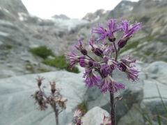 Adenostyles leucophylla