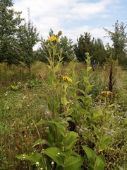 Inula helenium