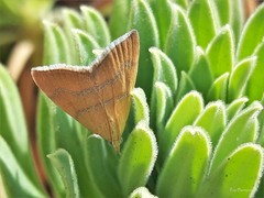 Prochoristis crudalis