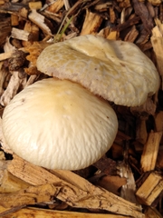 Agrocybe rivulosa