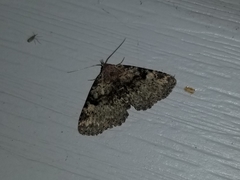 Metalectra quadrisignata