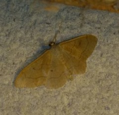 Idaea rubraria