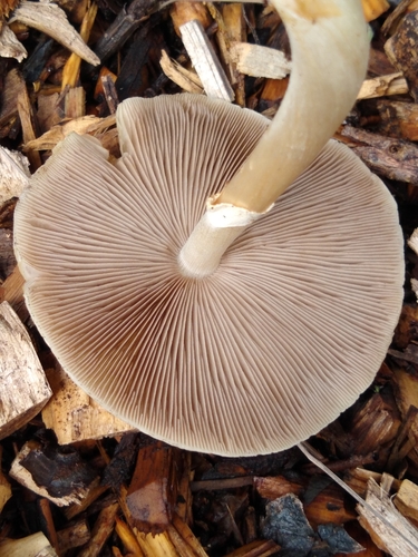 wrinkled fieldcap
