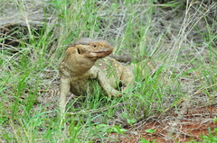 Varanus albigularis microstictus