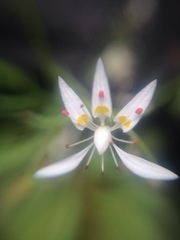 Micranthes petiolaris