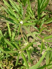 Croton glandulosus septentrionalis