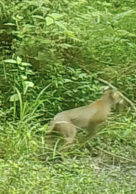 Bobcat photographed in Georgia