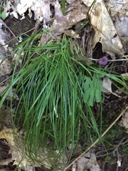 Carex deweyana