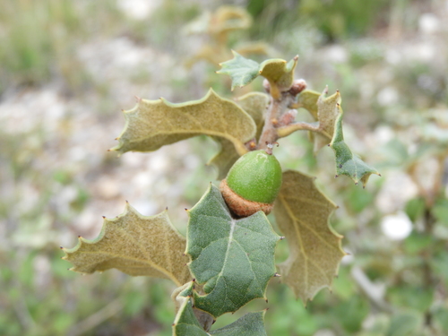 Quercus hypoxantha