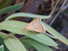 Prochoristis crudalis