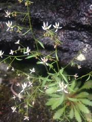 Micranthes petiolaris