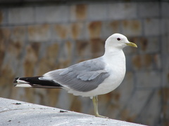 Larus canus