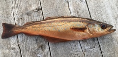 Pollachius pollachius
