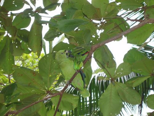 Amazona auropalliata