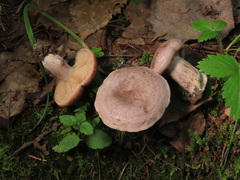 Lactarius flexuosus
