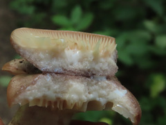 Lactarius flexuosus