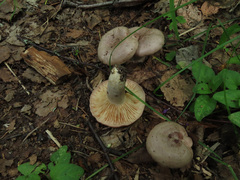 Lactarius flexuosus