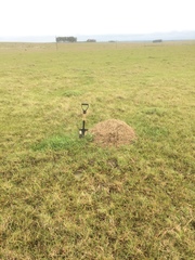 Acromyrmex lobicornis