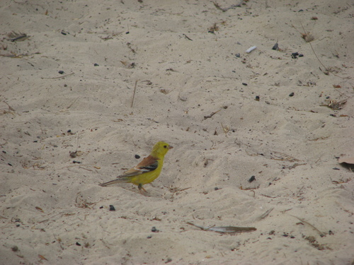 Passer luteus