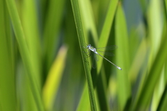 Lestes sponsa