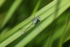 Lestes sponsa