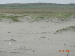 Pygochelidon cyanoleuca