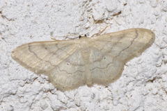 Idaea deversaria