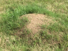 Acromyrmex lobicornis