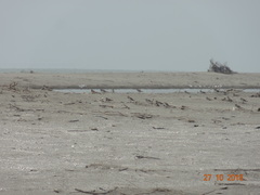 Charadrius semipalmatus