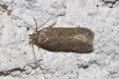 Bryotropha terrella