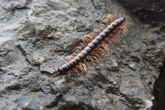Helicorthomorpha