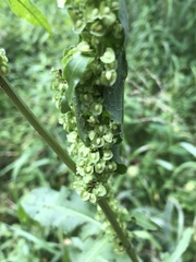 Rumex crispus