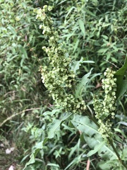 Rumex crispus