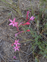 Ipomopsis aggregata bridgesii