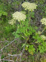 Angelica lucida
