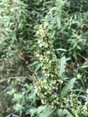 Rumex crispus