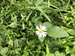 Aster pinnatifidus