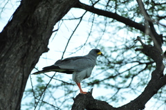 Melierax poliopterus