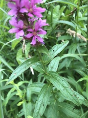 Lythrum salicaria