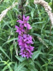 Lythrum salicaria