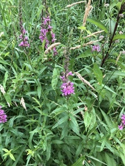 Lythrum salicaria
