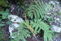 Cyathea colensoi