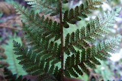 Cyathea colensoi