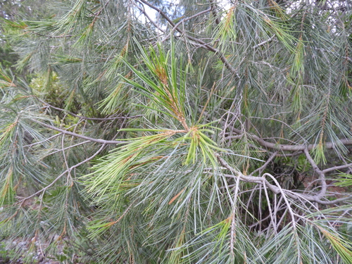 Image of Pinus pinceana by (c) Leticia Jiménez Hernández, some rights reserved (CC BY-SA)