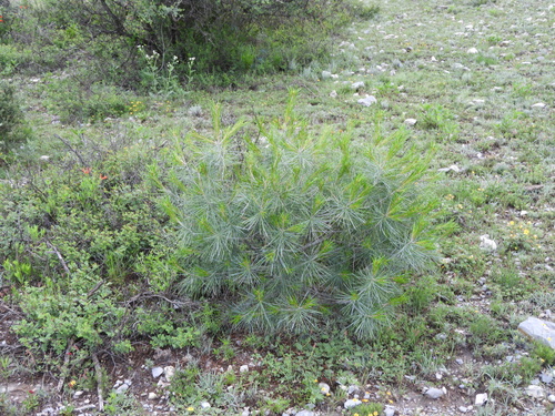 Pince's pinyon pine (Pinus pinceana)