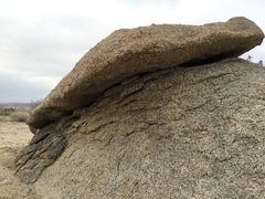 Crotalus cerastes cerastes