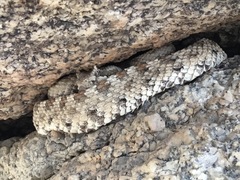 Crotalus cerastes cerastes