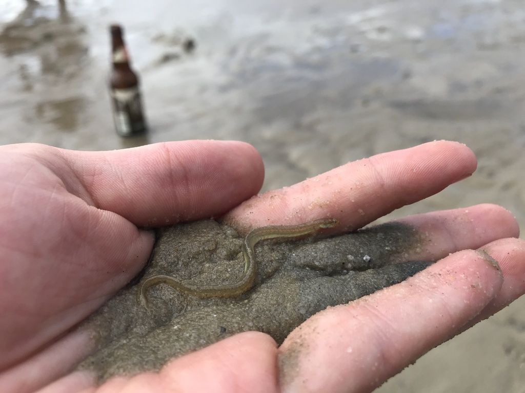 Pink Wormfish