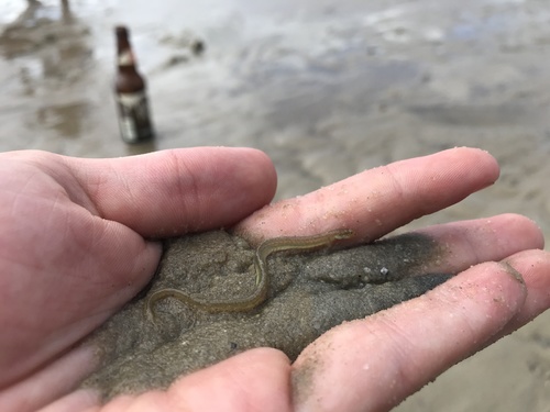 Pink Wormfish