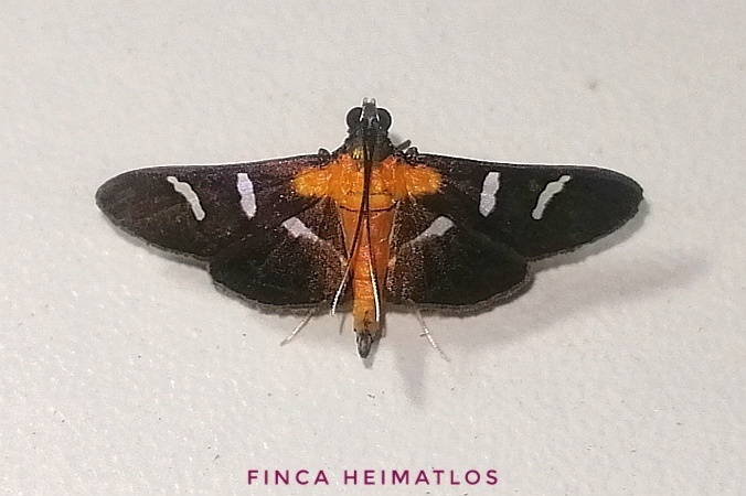 Desmia cristinae